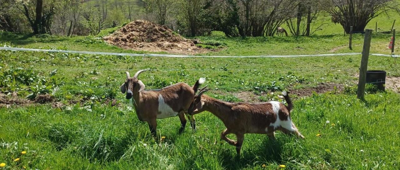 La Ferme De Sapharey Bed & Breakfast Sarrazac  Dış mekan fotoğraf